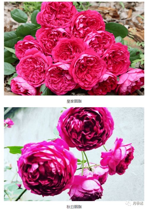 秋日胭脂月季耐热吗