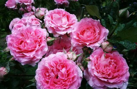 珊瑚果冻月季花的优缺点