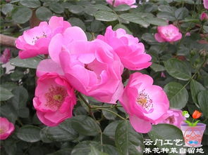 安吉拉月季在广东的表现