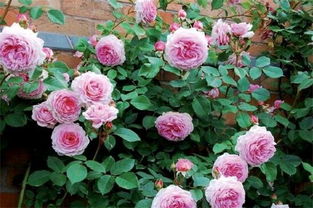 月季羽毛是藤本还是灌木