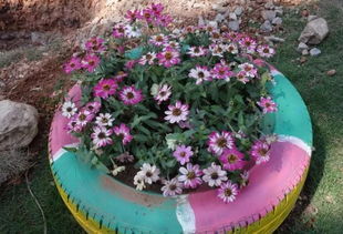 大花旋转木马月季优缺点