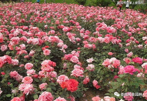 适合地栽的灌木月季品种