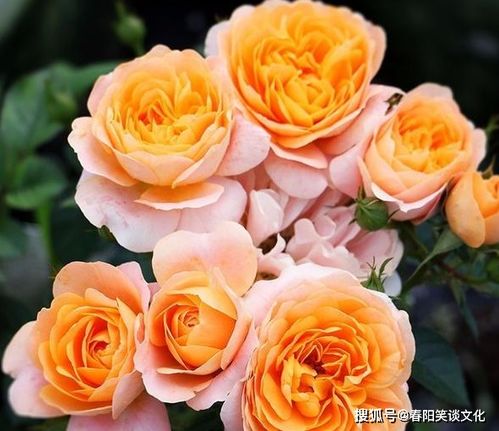 小型藤本月季品种大全