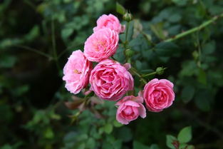 艾拉绒球月季的优缺点