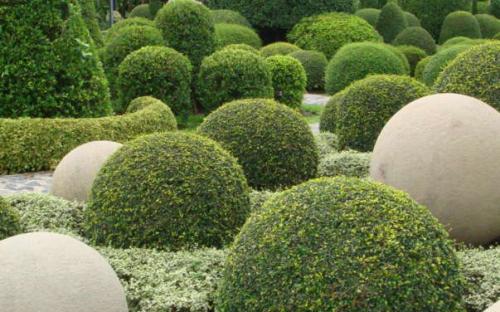 乔木和灌木的划分标准