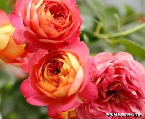 15天后,思念蔓延,爱情上上签,旧爱现身,燃起爱火,幸福共白头 狮子座