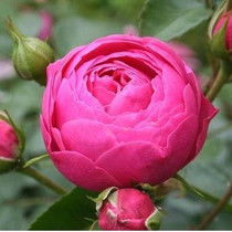 艾拉绣球月季的优缺点