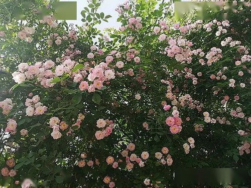 蔷薇与安吉拉的区别