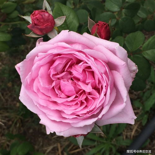 耐寒零下30度的月季