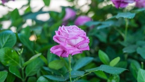 蔷薇灌木和爬藤的区别