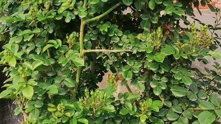 藤本月季胭脂扣的优缺点