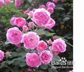 月季枯叶病怎么治