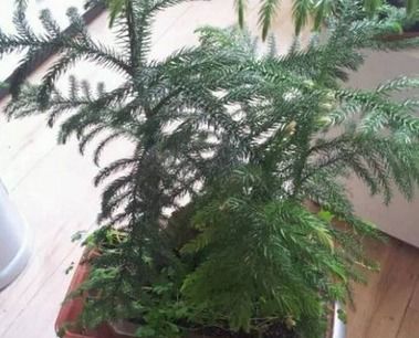 喜阴耐寒的室外树木