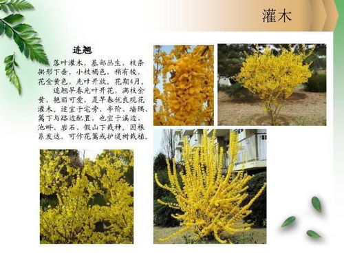 北方常见园林观赏植物 小乔木及灌木