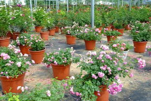 盆栽月季冬天可以放在室外吗