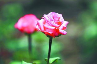 切花月季适合盆栽吗