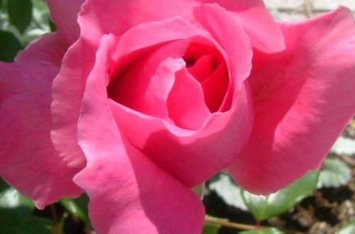 粉达月季优缺点