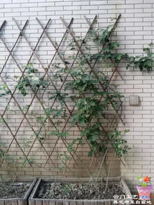 耐阴的藤本月季