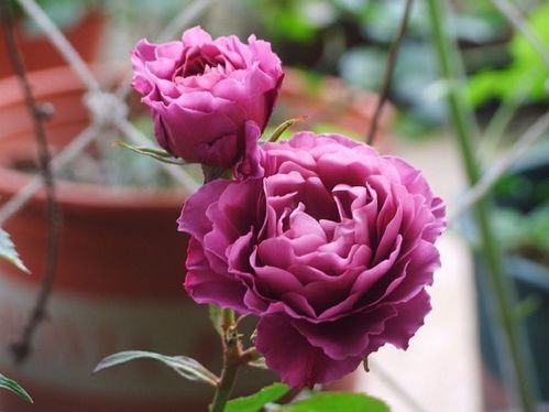 藤本月季和灌木月季哪个好养