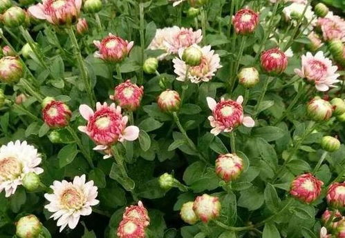 适合阳台暴晒的盆栽