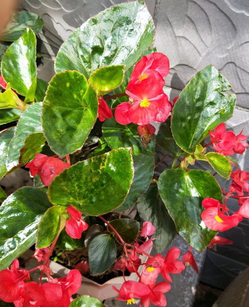 蒂娜是四季开花吗