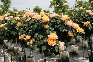 月季黄金庆典的优缺点