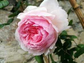 爬藤月季最好的品种