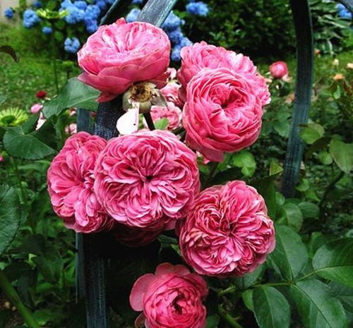 粉色达芬奇月季图片