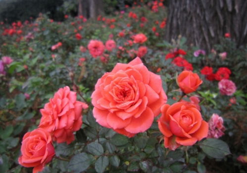 切花月季和丰花月季的区别