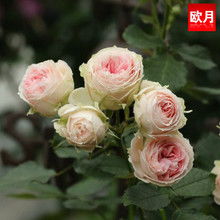 门廊月季是灌木还是爬藤