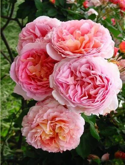 2个小时光照能种月季吗