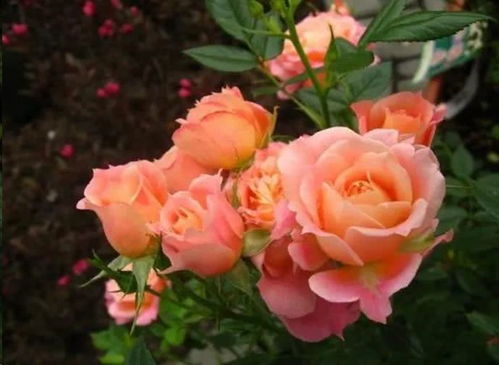 耐阴北阳台的微型月季