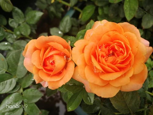 诺娃和果汁月季花哪个好