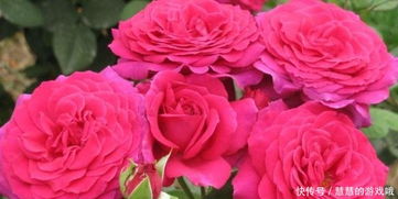 最漂亮10种微型月季