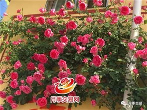 多季开花的藤本月季哪个品种好