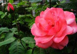 大游月季和粉色达人哪个好