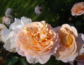 广东适合的月季