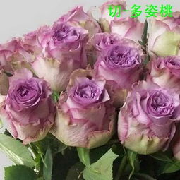 月季切花和灌木的区别