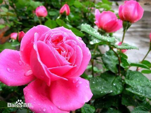 被月季花刺了肿胀半个月