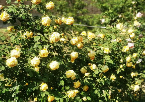 最抗病的藤本月季