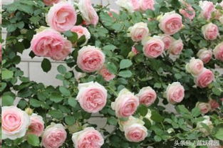 灌木月季经典品种排行榜