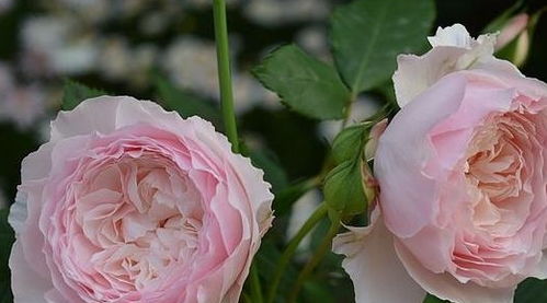 羽毛月季耐阴吗