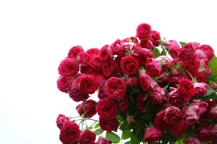 胭脂扣月季 广东