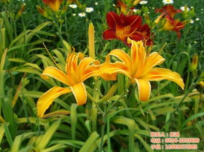 十公分以上的大花月季