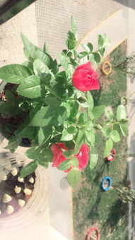 月季一盆种几棵苗合适