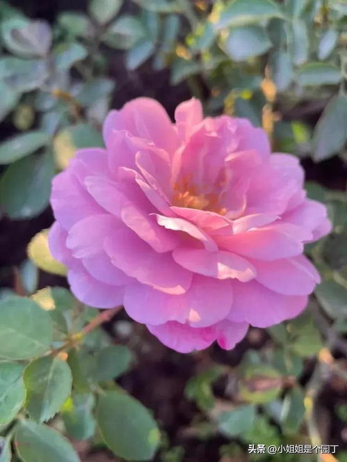 蓝色风暴和蓝色阴雨哪个好养