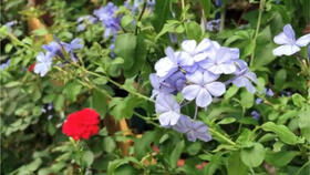 蓝色阴雨花期几天