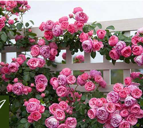 后悔入手了艾拉绒球月季