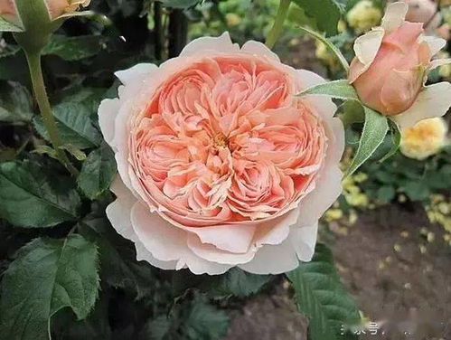 安吉拉夫人月季的优缺点