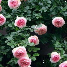 大花浓香爬藤月季排名